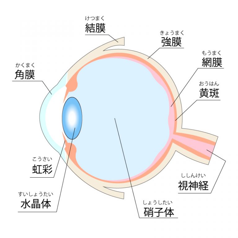 網膜、硝子体について